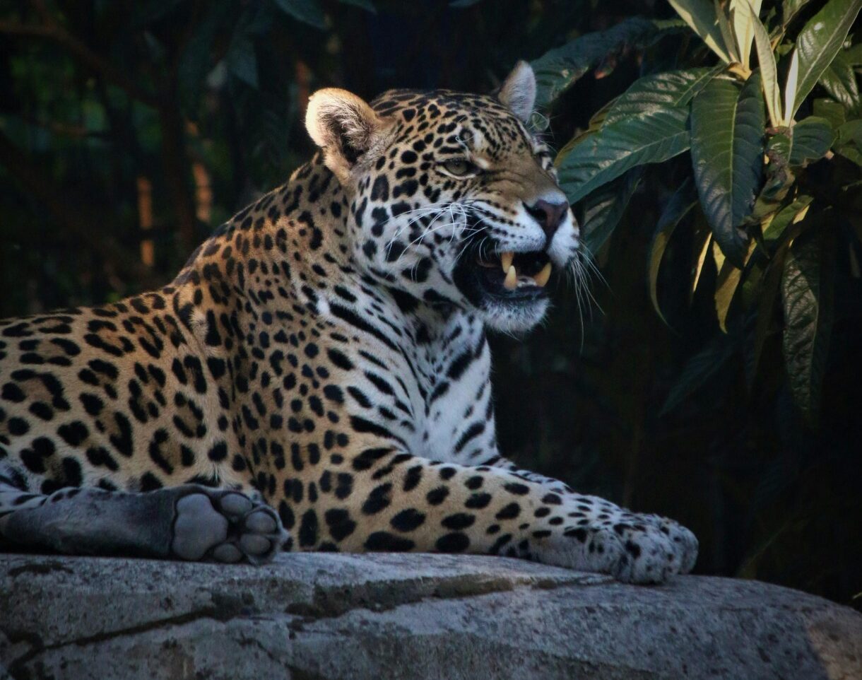Jaguar resting on a rock in the Brazilian wild
