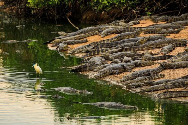 Caimans resting on a riverbank in the Pantanal
