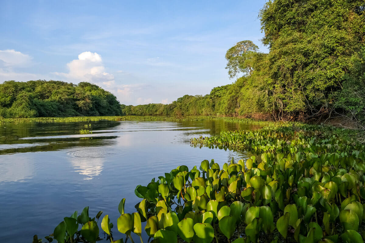 River lined with water hyacinths and gallery forest in the Northern Pantanal