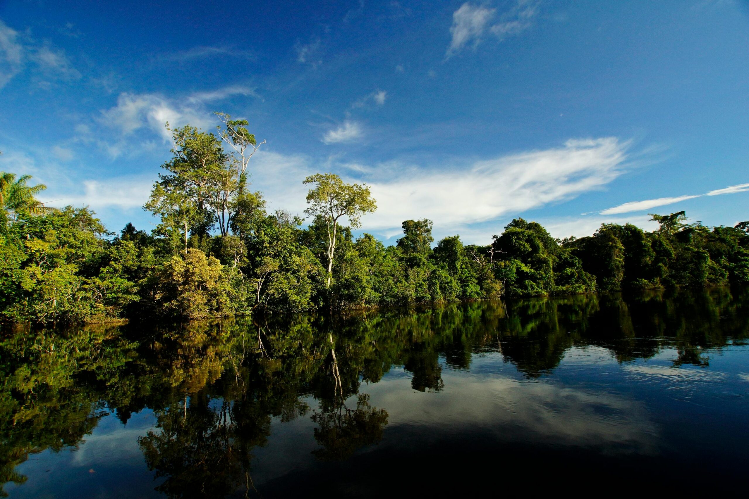 Rainforest reflected in a calm black-water river in the Amazon