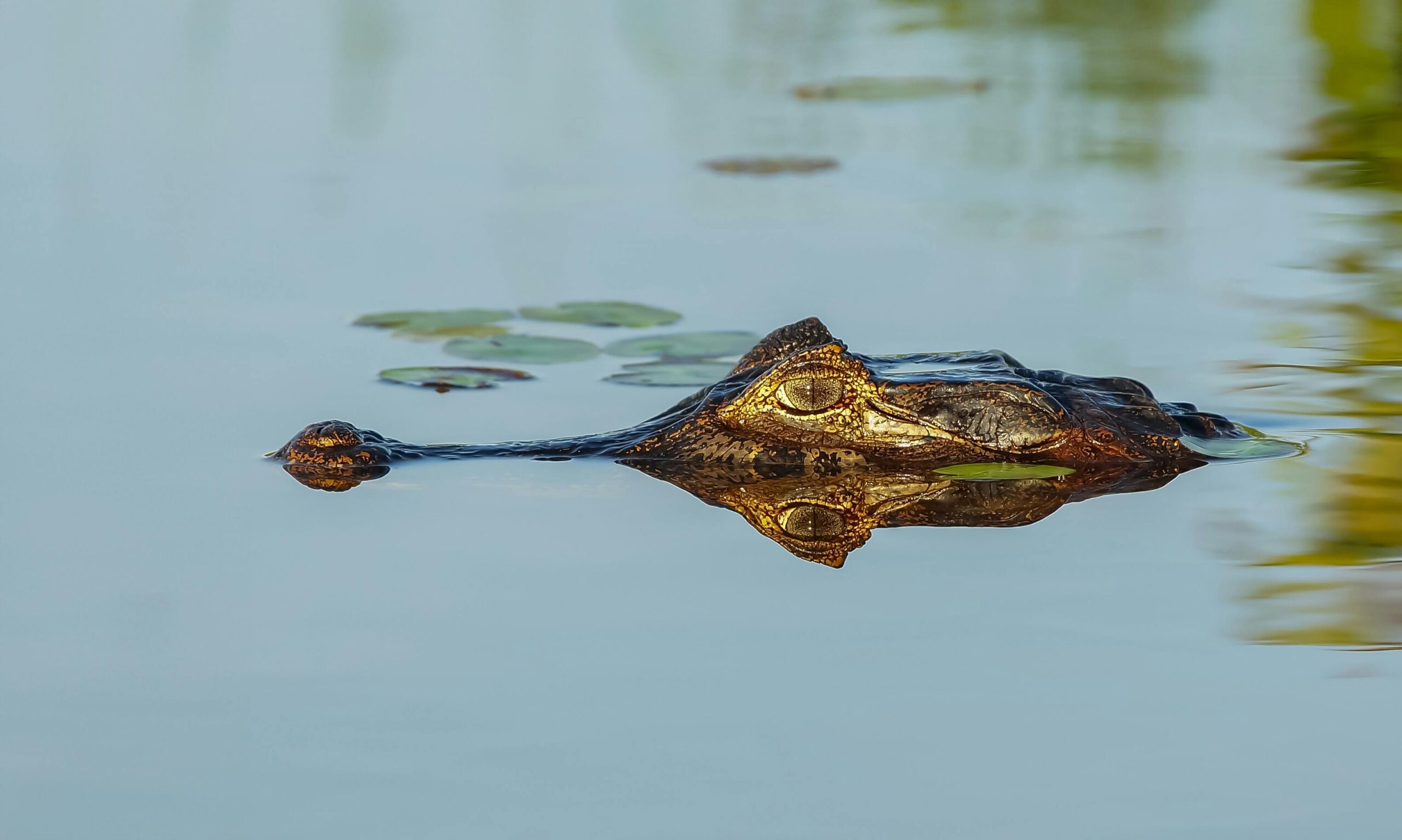 Caiman's head emerging from calm water among floating plants
